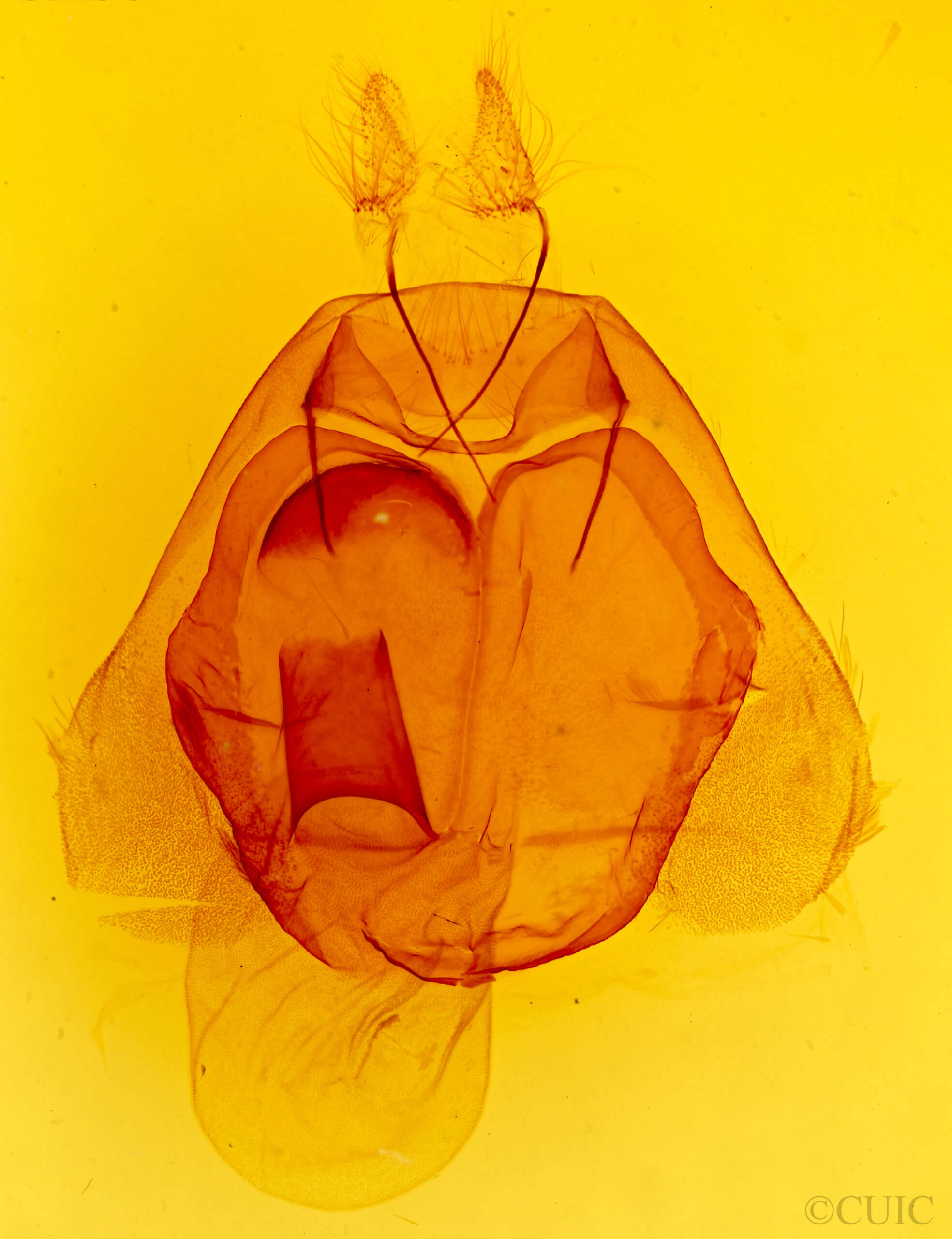 genitalia view of adult Zale n. sp. 2