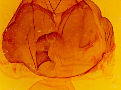 genitalia view of adult Zale n. sp. 3