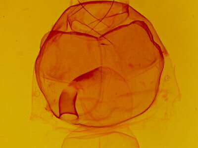 genitalia view of adult Zale duplicata