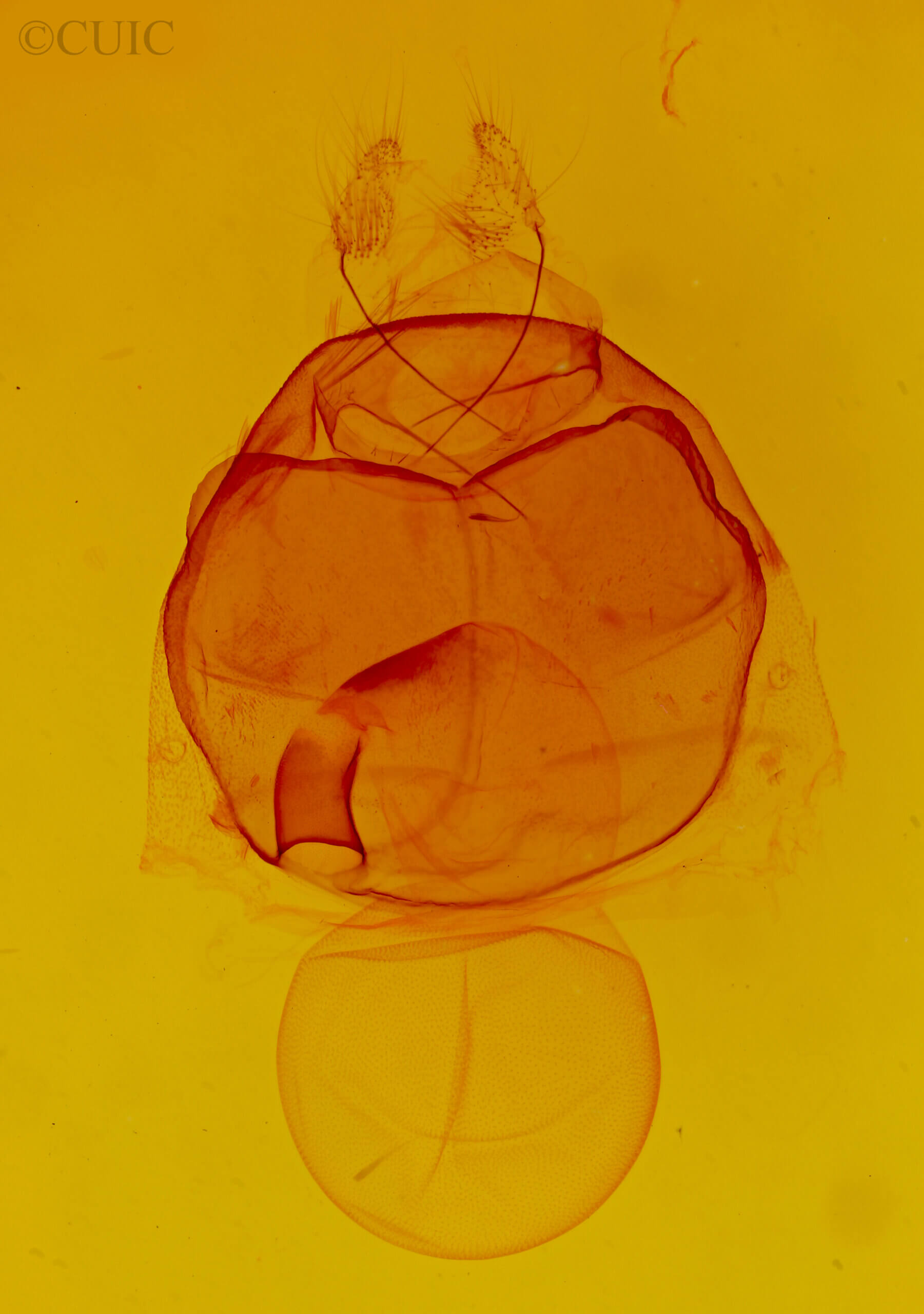 genitalia view of adult Zale duplicata