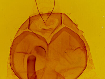 genitalia view of adult Zale aeruginosa