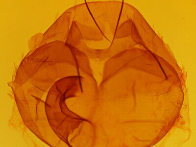 genitalia view of adult Zale undularis