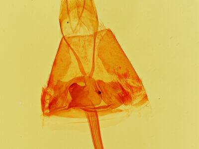 genitalia view of adult Zaleops umbrina