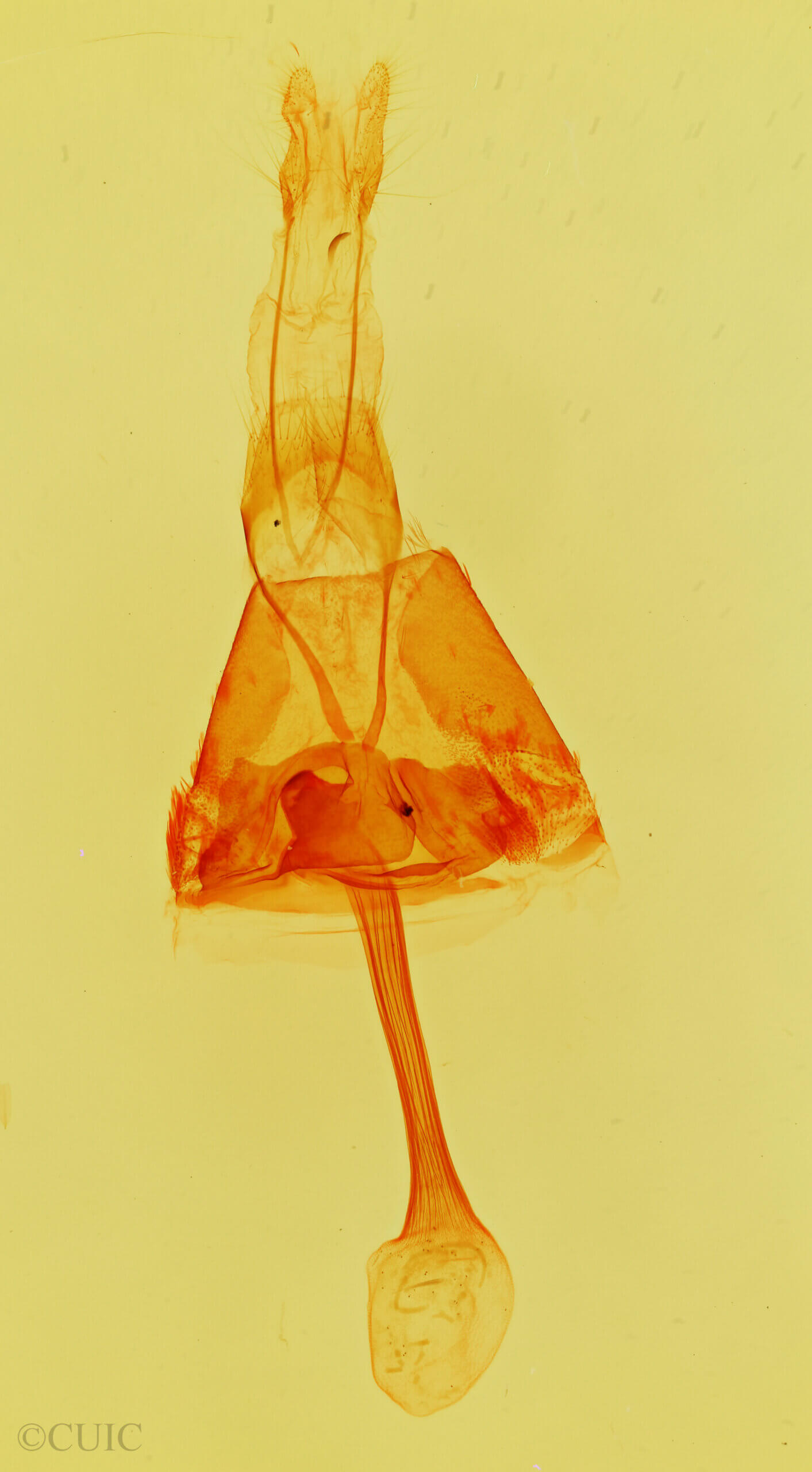 genitalia view of adult Zaleops umbrina