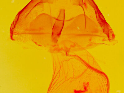 genitalia view of adult Ptichodis bucetum