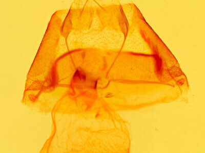 genitalia view of adult Ptichodis ovalis