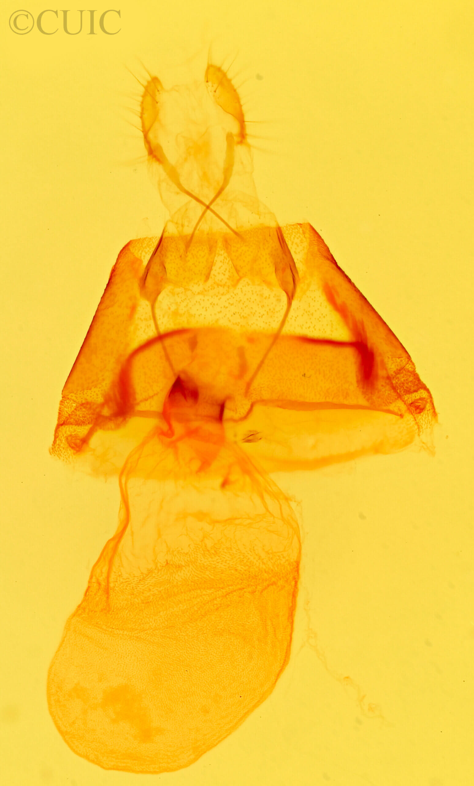 genitalia view of adult Ptichodis ovalis