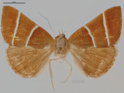 dorsal view of adult Argyrostrotis quadrifilaris