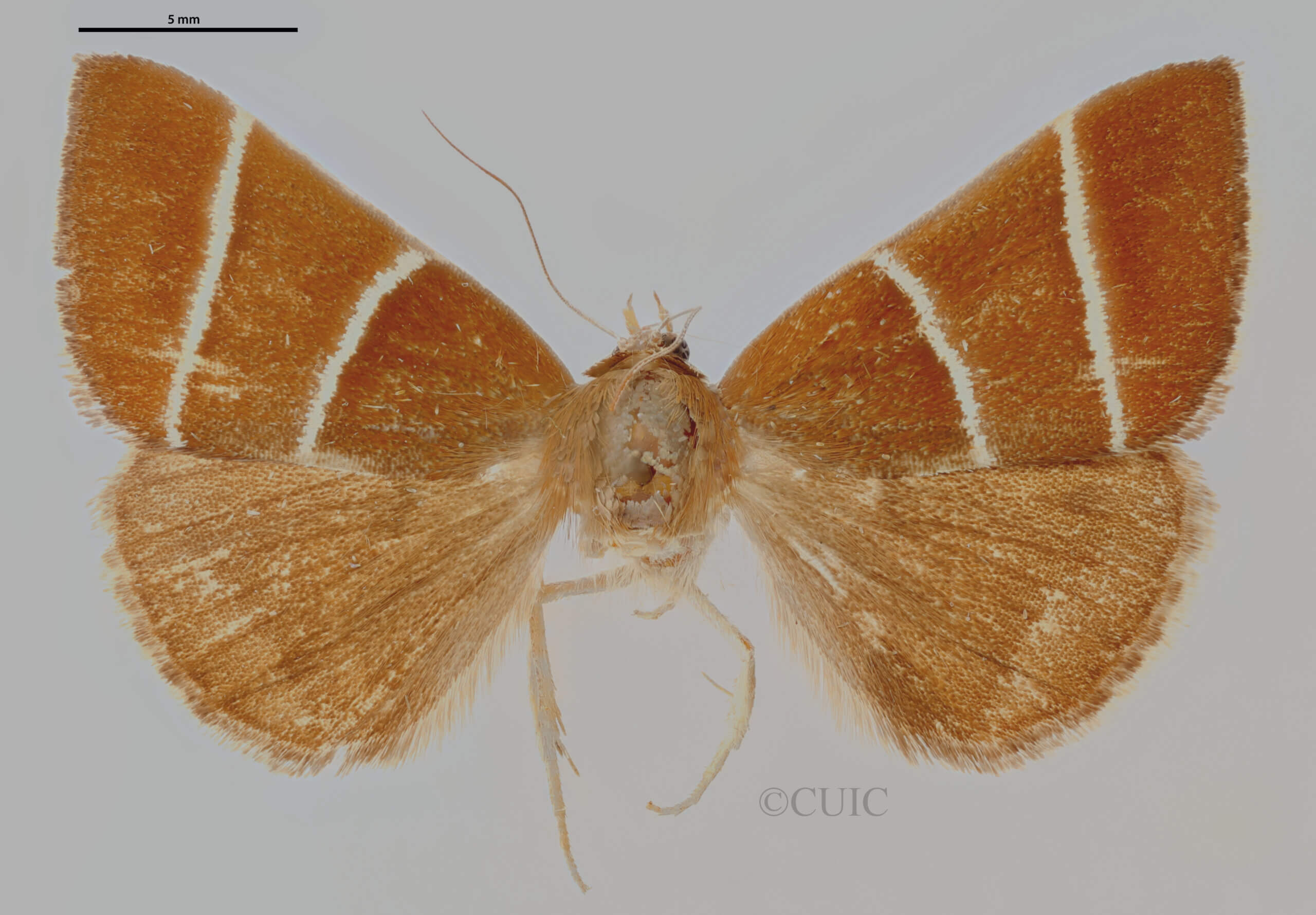 dorsal view of adult Argyrostrotis quadrifilaris