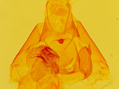 genitalia view of adult Argyrostrotis quadrifilaris