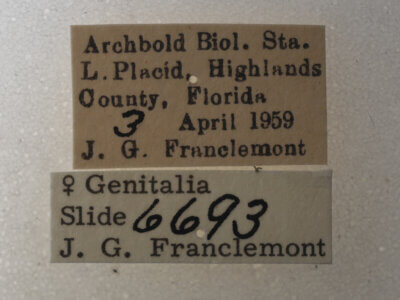 label view of adult Argyrostrotis quadrifilaris