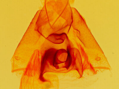 genitalia view of adult Argyrostrotis erasa