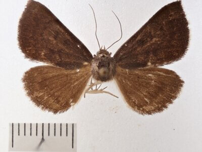 dorsal view of adult Argyrostrotis erasa