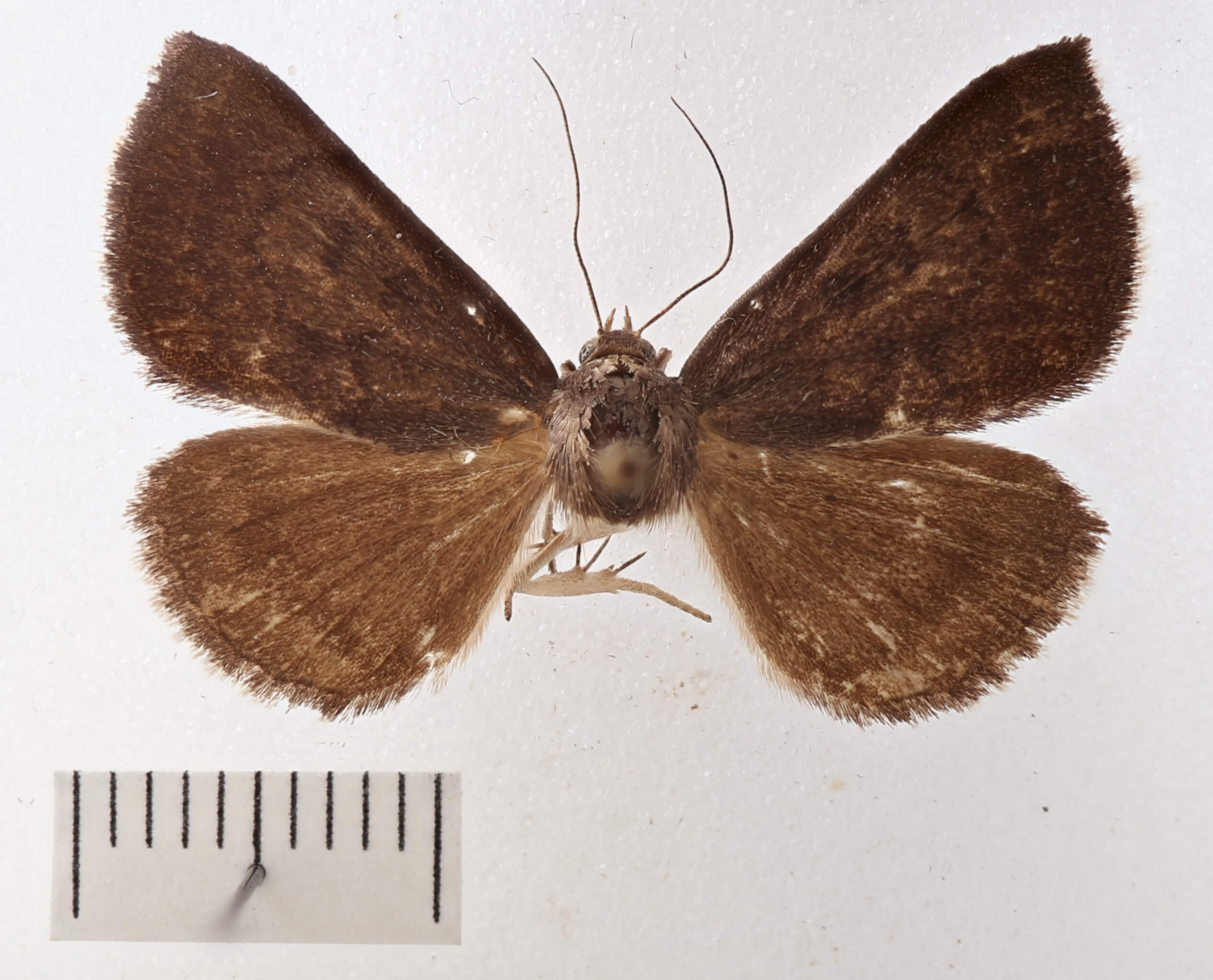 dorsal view of adult Argyrostrotis erasa