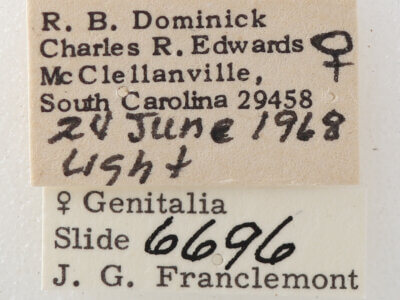 label view of adult Argyrostrotis erasa