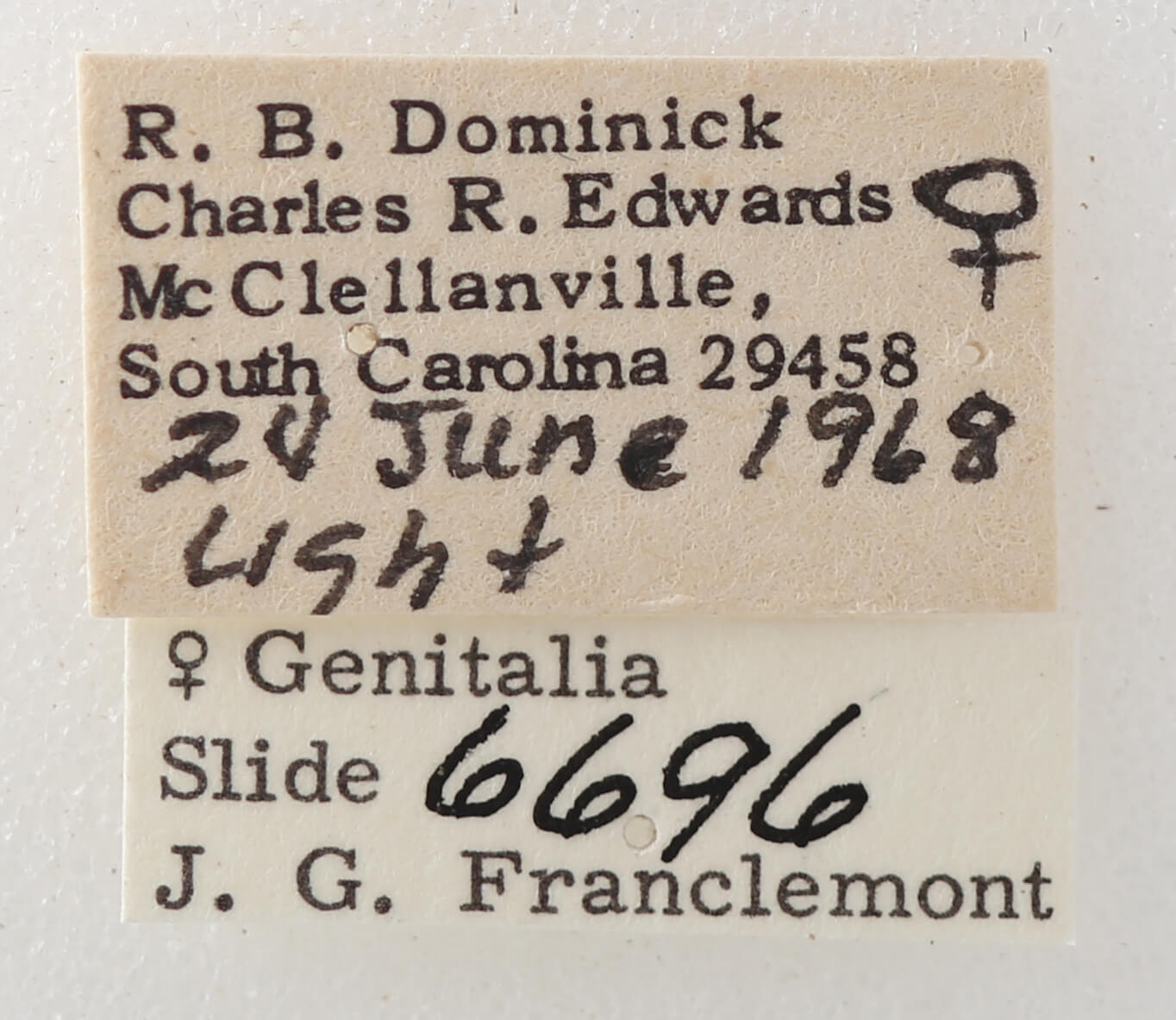 label view of adult Argyrostrotis erasa