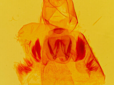 genitalia view of adult Argyrostrotis flavistriaria