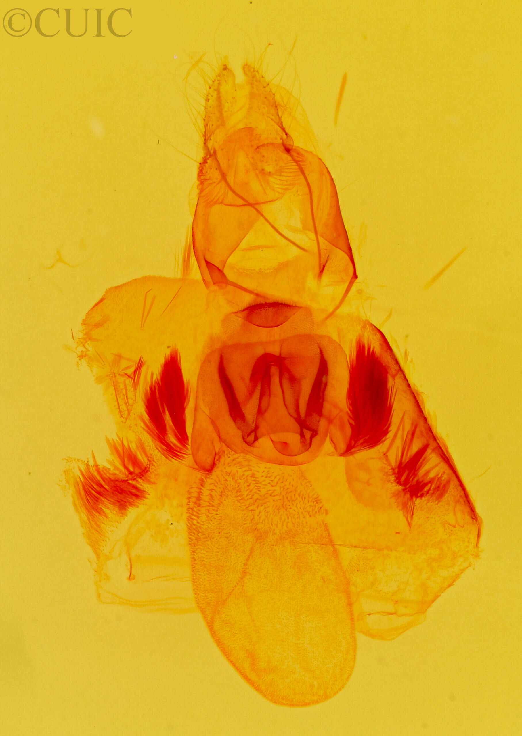 genitalia view of adult Argyrostrotis flavistriaria