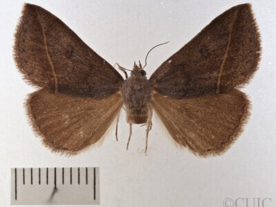 dorsal view of adult Argyrostrotis flavistriaria