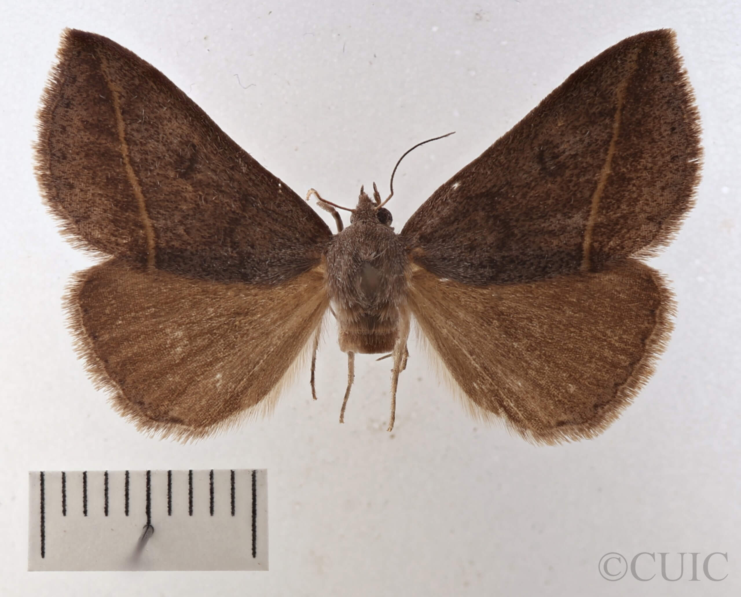 dorsal view of adult Argyrostrotis flavistriaria