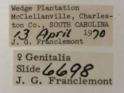 label view of adult Argyrostrotis flavistriaria