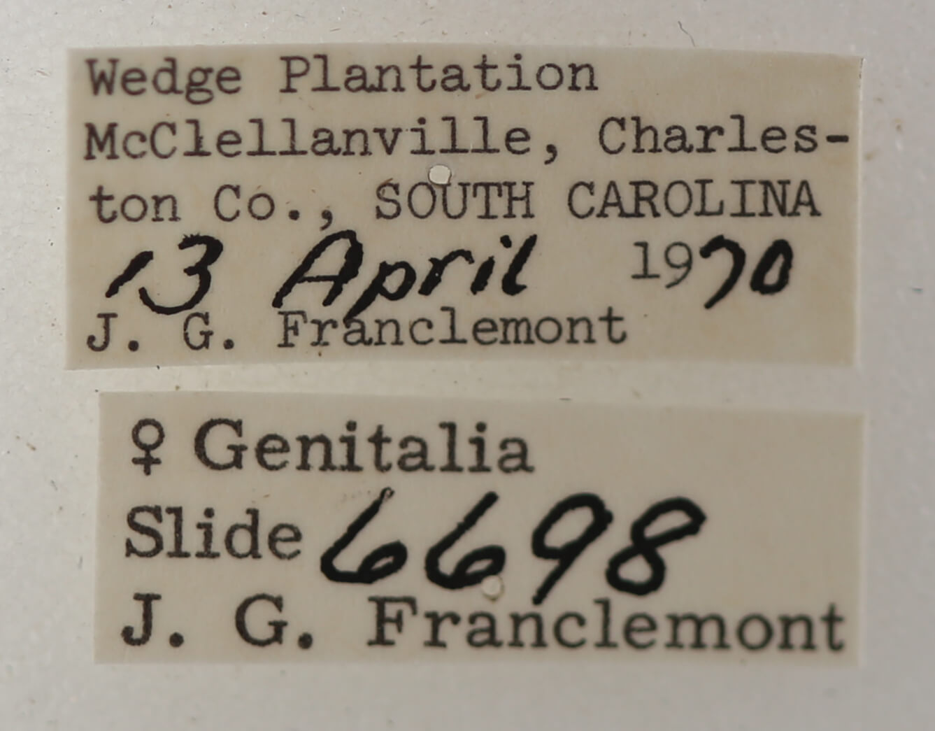 label view of adult Argyrostrotis flavistriaria