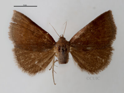dorsal view of adult Argyrostrotis deleta