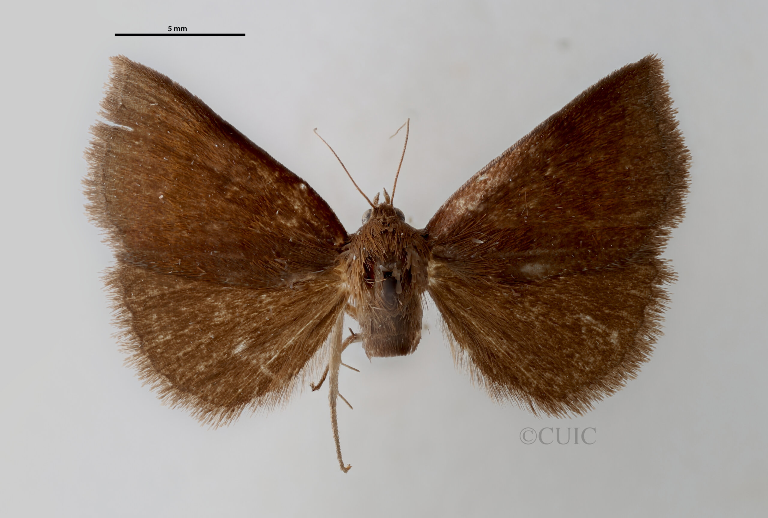 dorsal view of adult Argyrostrotis deleta