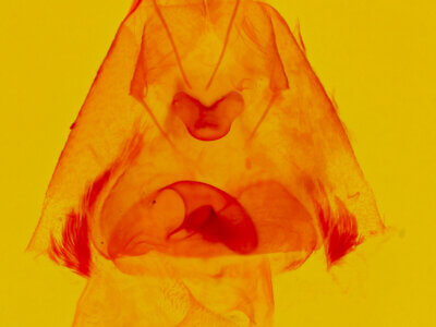 genitalia view of adult Argyrostrotis deleta