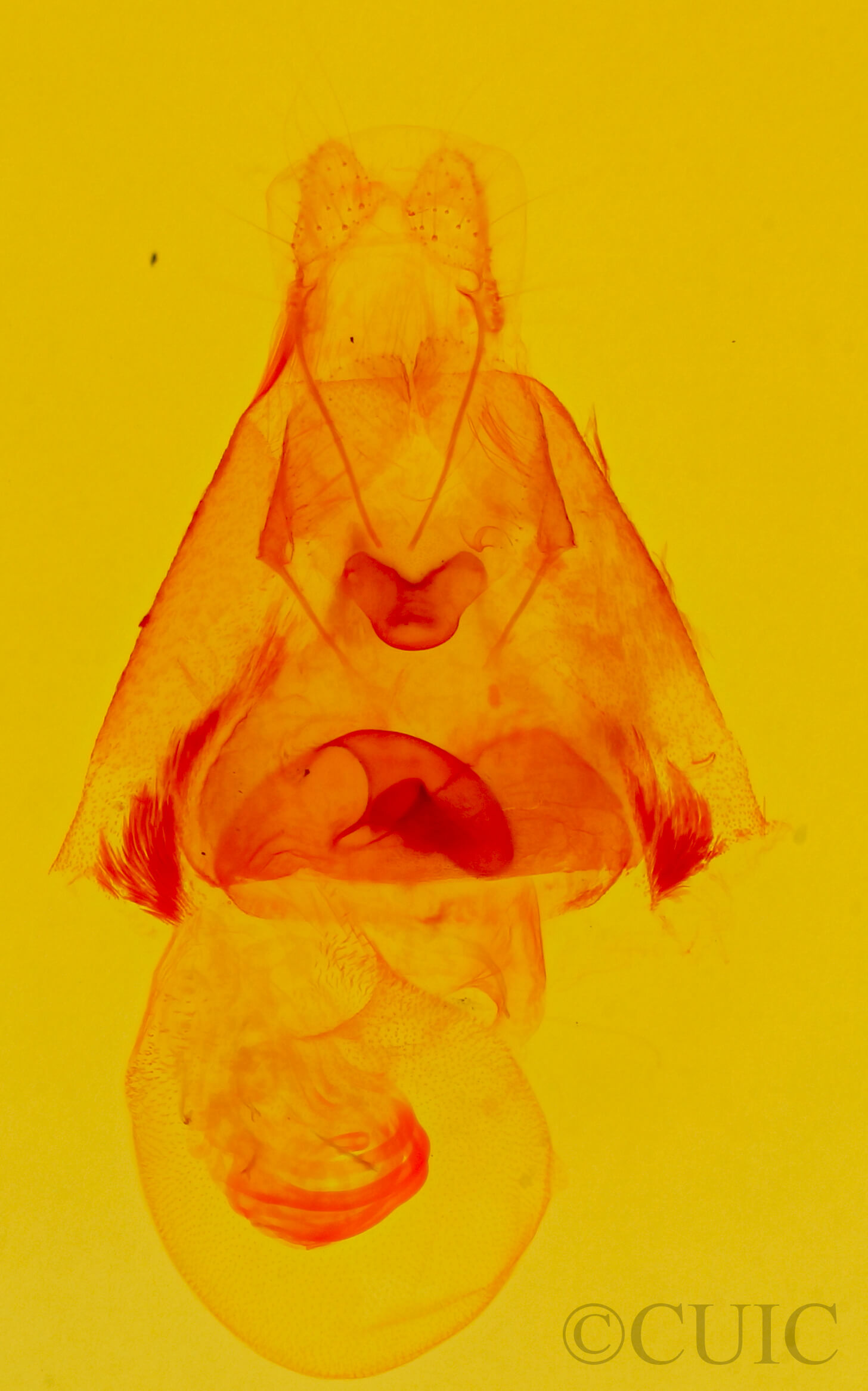 genitalia view of adult Argyrostrotis deleta