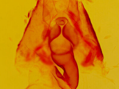 genitalia view of adult Argyrostrotis sylvarum