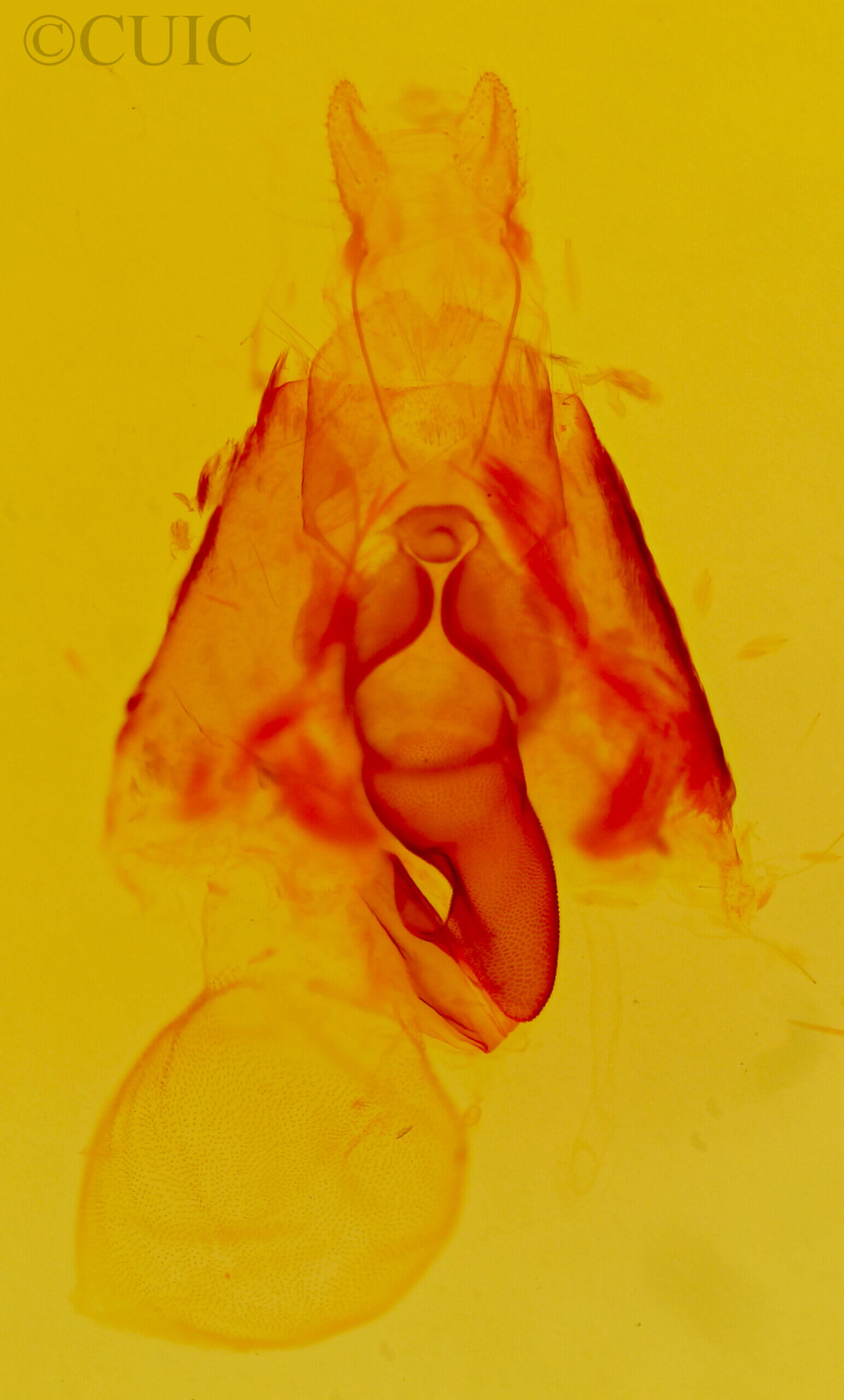 genitalia view of adult Argyrostrotis sylvarum