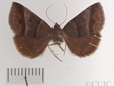 dorsal view of adult Argyrostrotis sylvarum