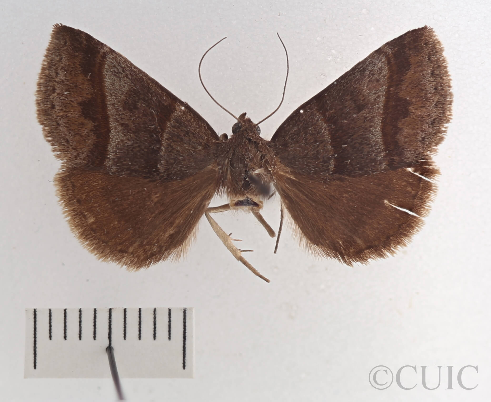 dorsal view of adult Argyrostrotis sylvarum