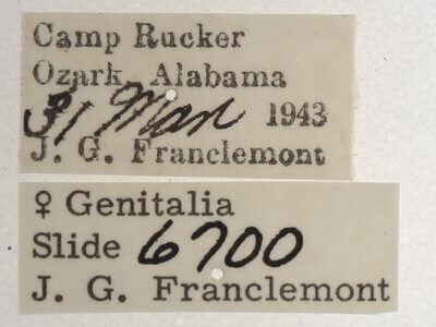 label view of adult Argyrostrotis sylvarum