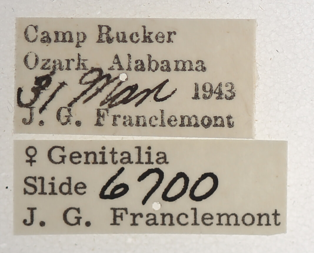 label view of adult Argyrostrotis sylvarum