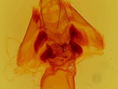 genitalia view of adult Argyrostrotis anilis
