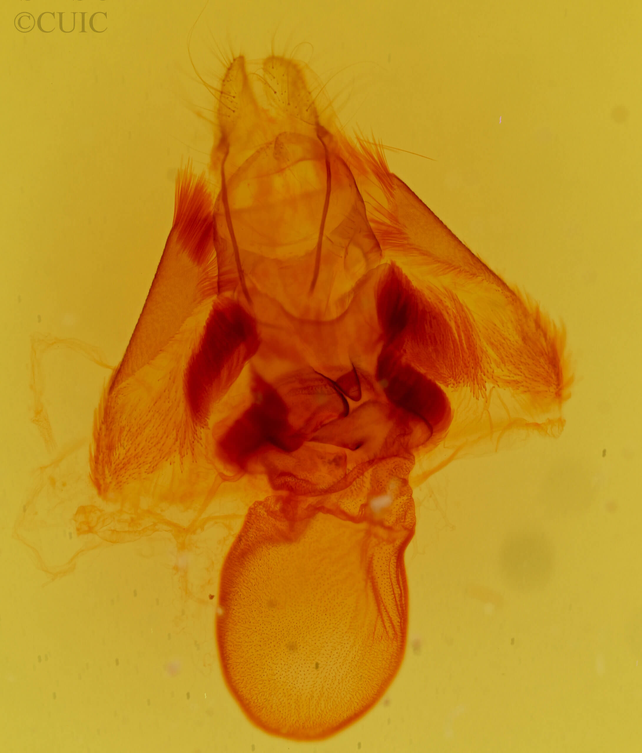 genitalia view of adult Argyrostrotis anilis