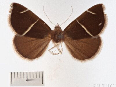 dorsal view of adult Argyrostrotis anilis