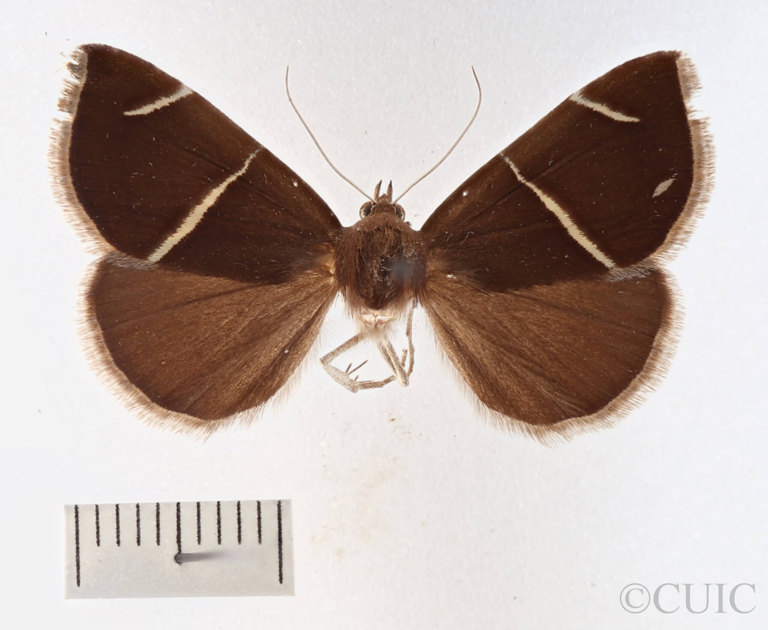 dorsal view of adult Argyrostrotis anilis