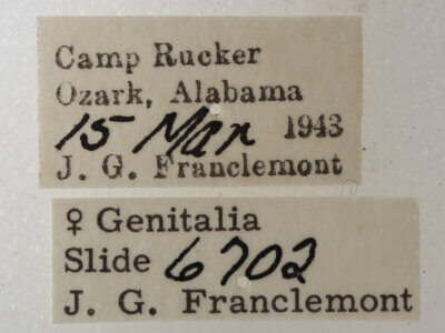 label view of adult Argyrostrotis anilis