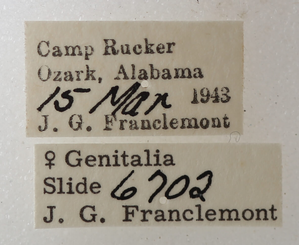 label view of adult Argyrostrotis anilis