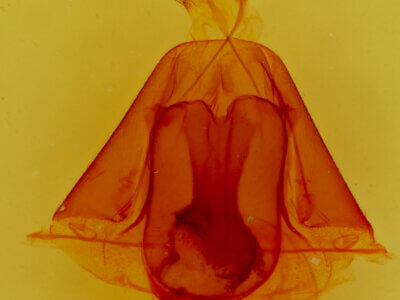 genitalia view of adult Ptichodis vinculum