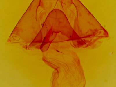 genitalia view of adult Ptichodis herbarum