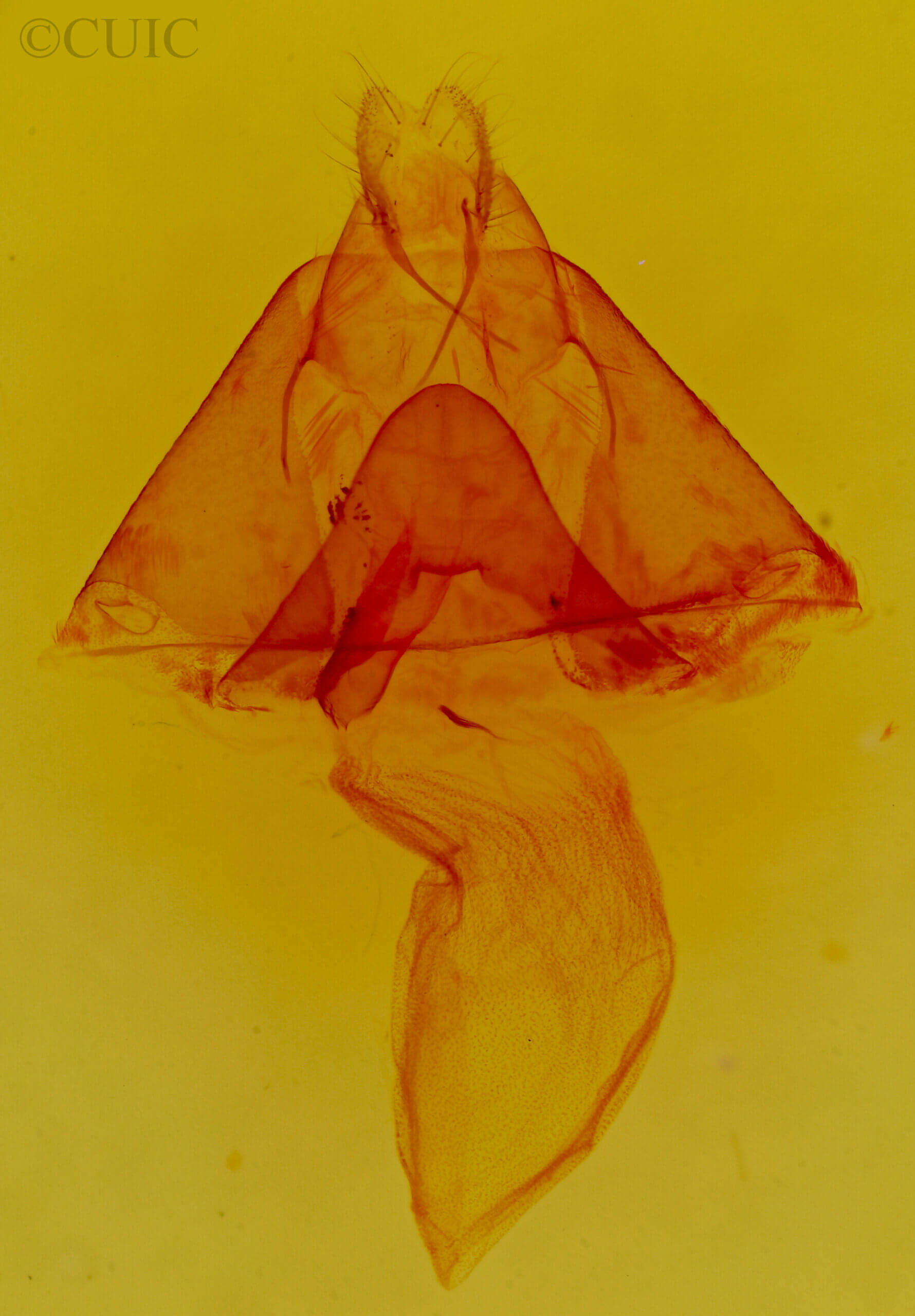 genitalia view of adult Ptichodis herbarum