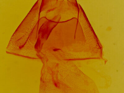 genitalia view of adult Ptichodis bistrigata
