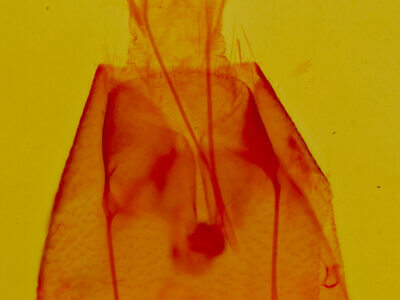 genitalia view of adult Focillidia texana