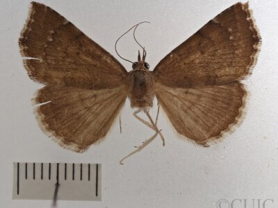 dorsal view of adult Focillidia texana