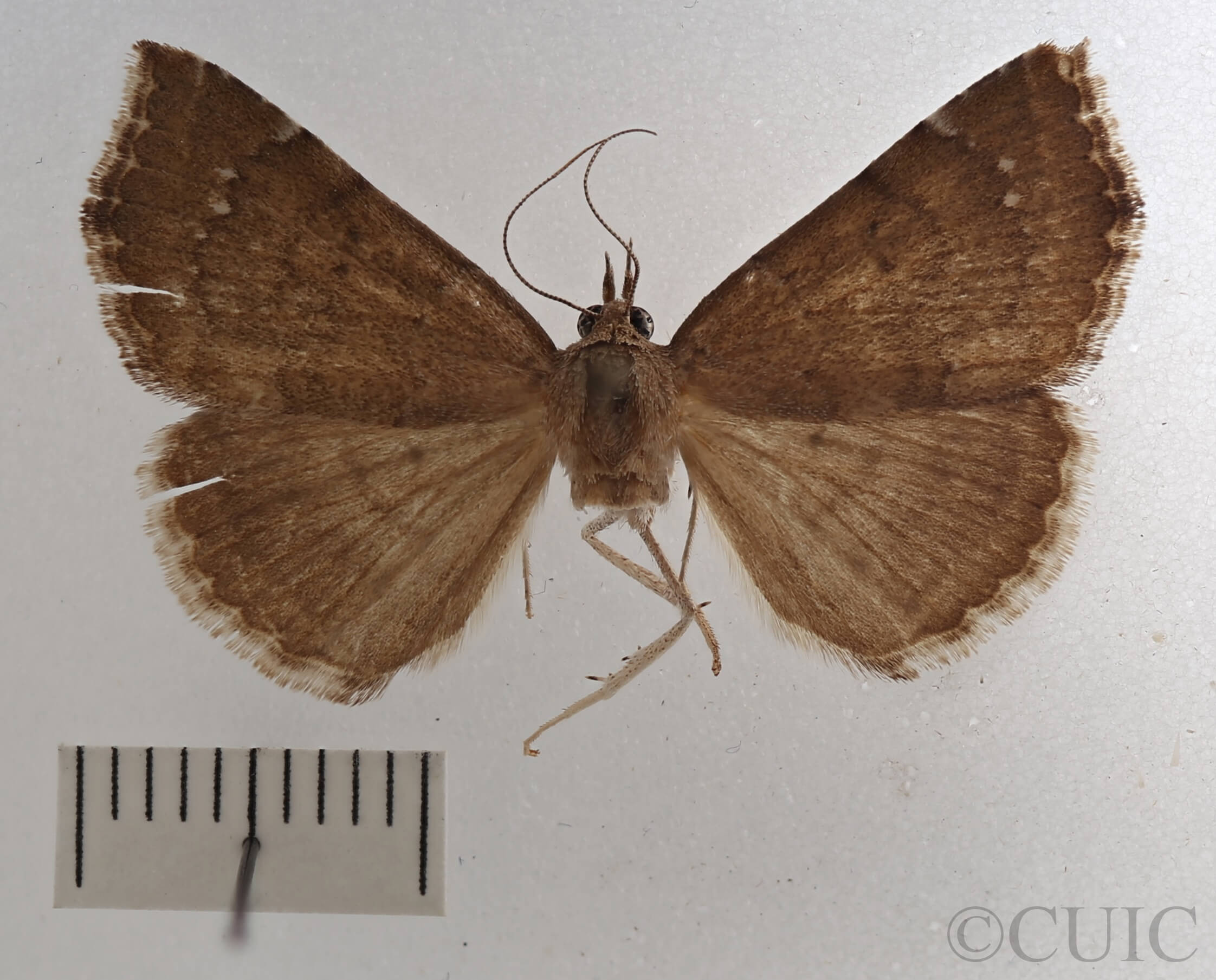 dorsal view of adult Focillidia texana