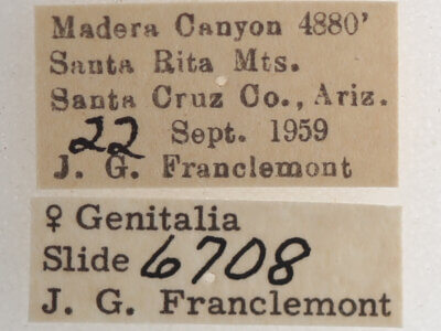 label view of adult Focillidia texana